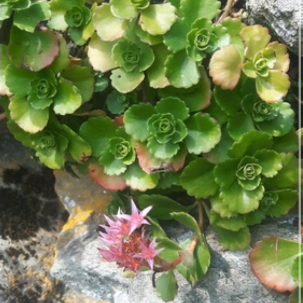 sedum stonecrop ground cover